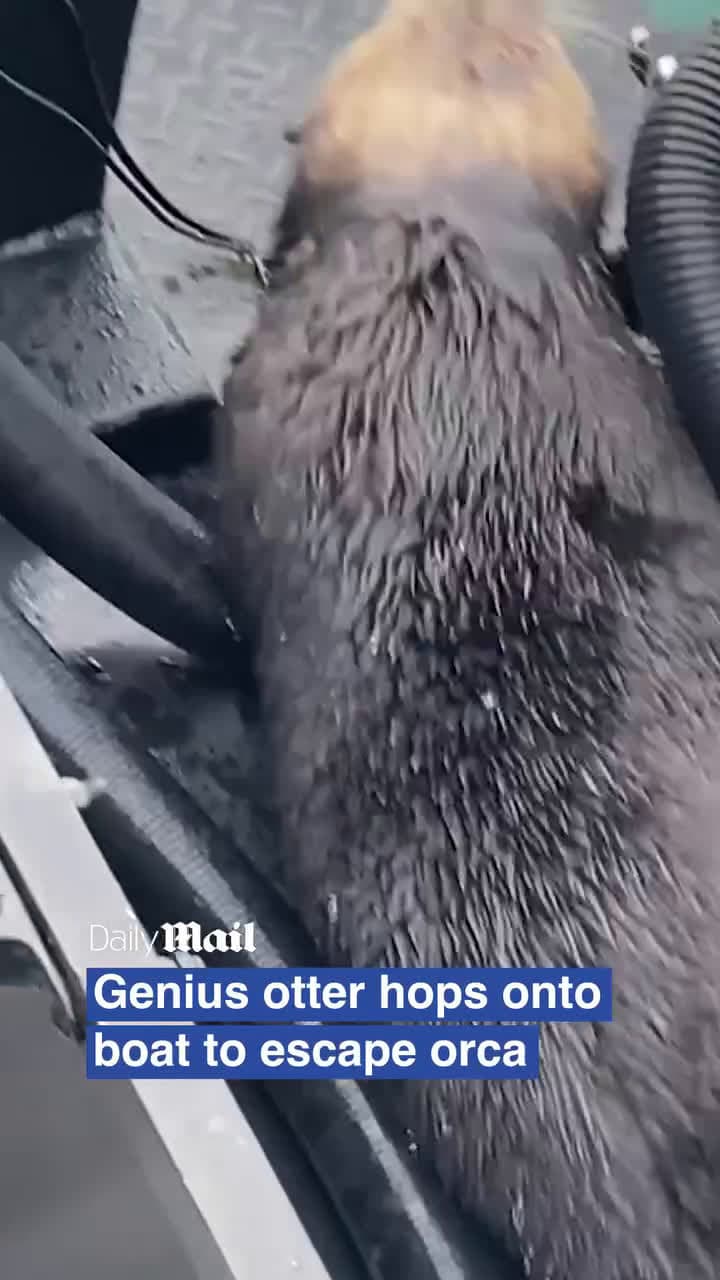 cover for The otter barely made it#UnpopularOpinion #CaughtOnCamera