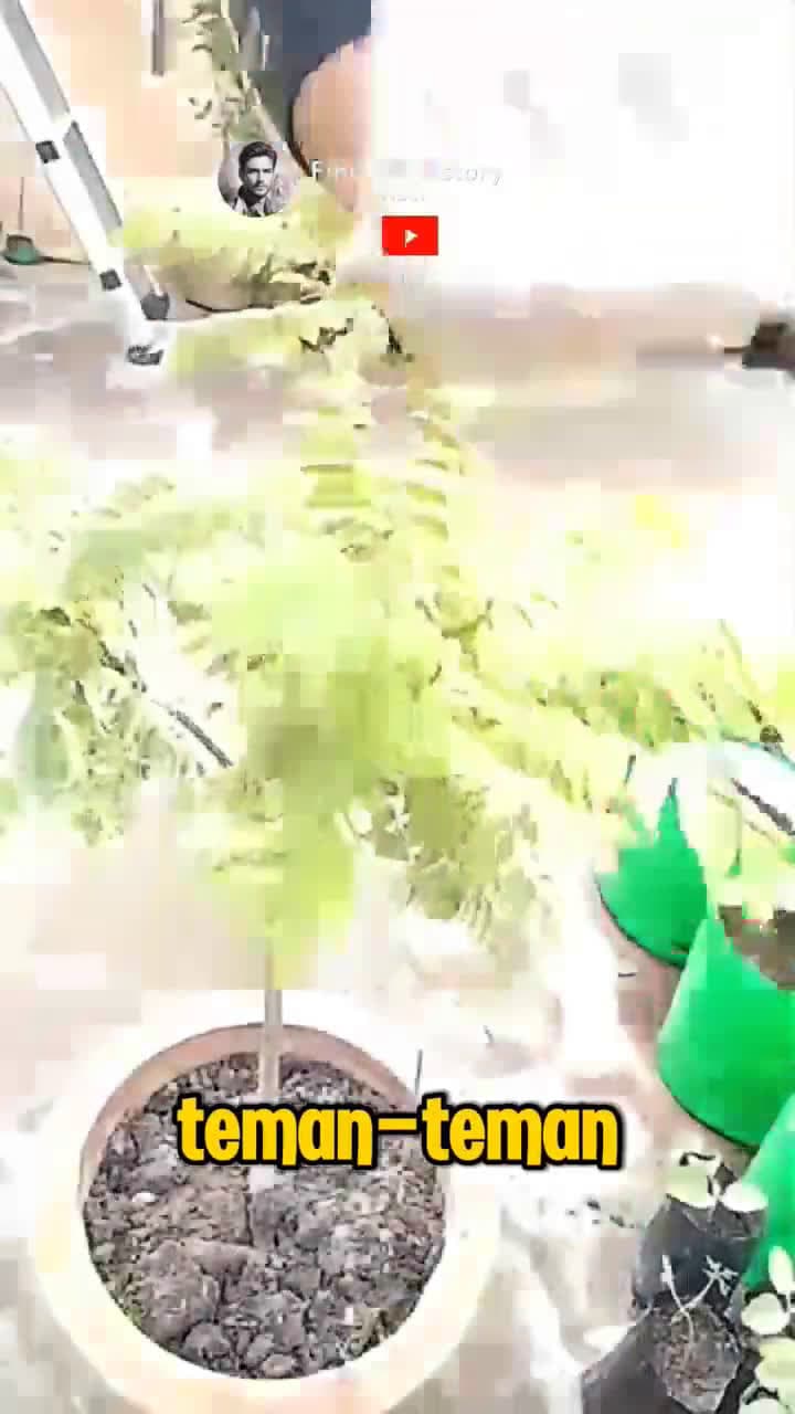 cover for Unbelievable Easy Way to harvest curry leaves Part 01 shorts unique