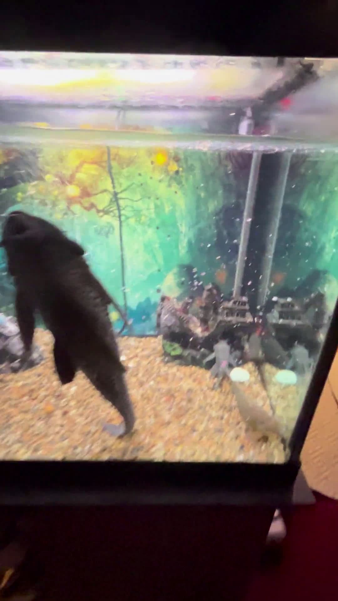 cover for Calcium buildup on tank glass? Watch this quick fix that clears it in minutes! 🧽💧 #AquariumCare #CalciumBuildUp #TankMaintenance #GlassCleaning