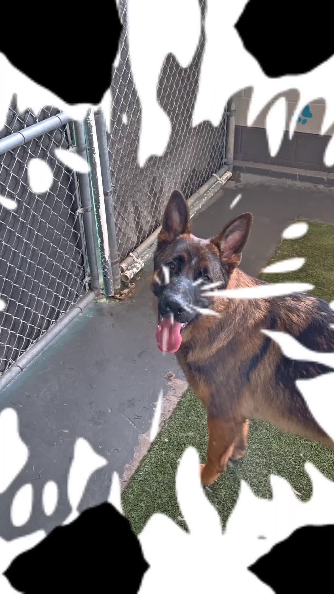 cover for Hydration station is officially open 💦🐾 #SplashSquad #PawtyTime #WetAndWild #HydroHounds #DogPoolParty #PupperParadise #AquaPups #FetchAndSplash #CanineCannonball #WaterBenderDogs #GoodVibesOnly #HappyPaws #SoakedSquad #PoolDay
