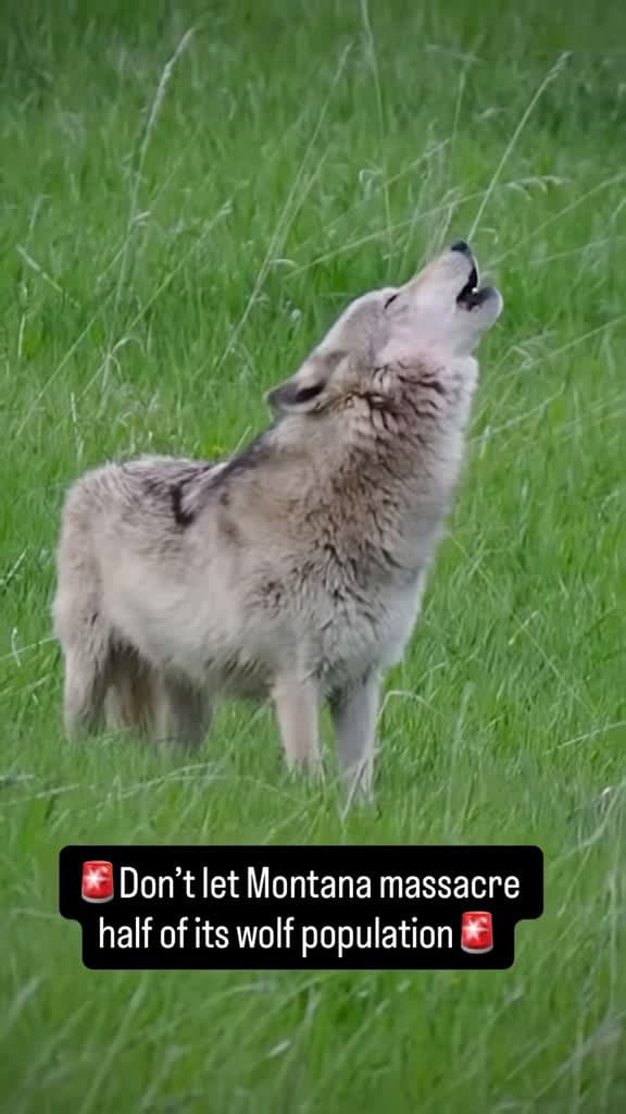 cover for Montana plans to kill up to 500 wolves—nearly half their population. These vital apex predators are essential for healthy ecosystems, yet new rules allow up to 30 kills per person. Speak up now to save the wolves! 🐺 #SaveTheWol...