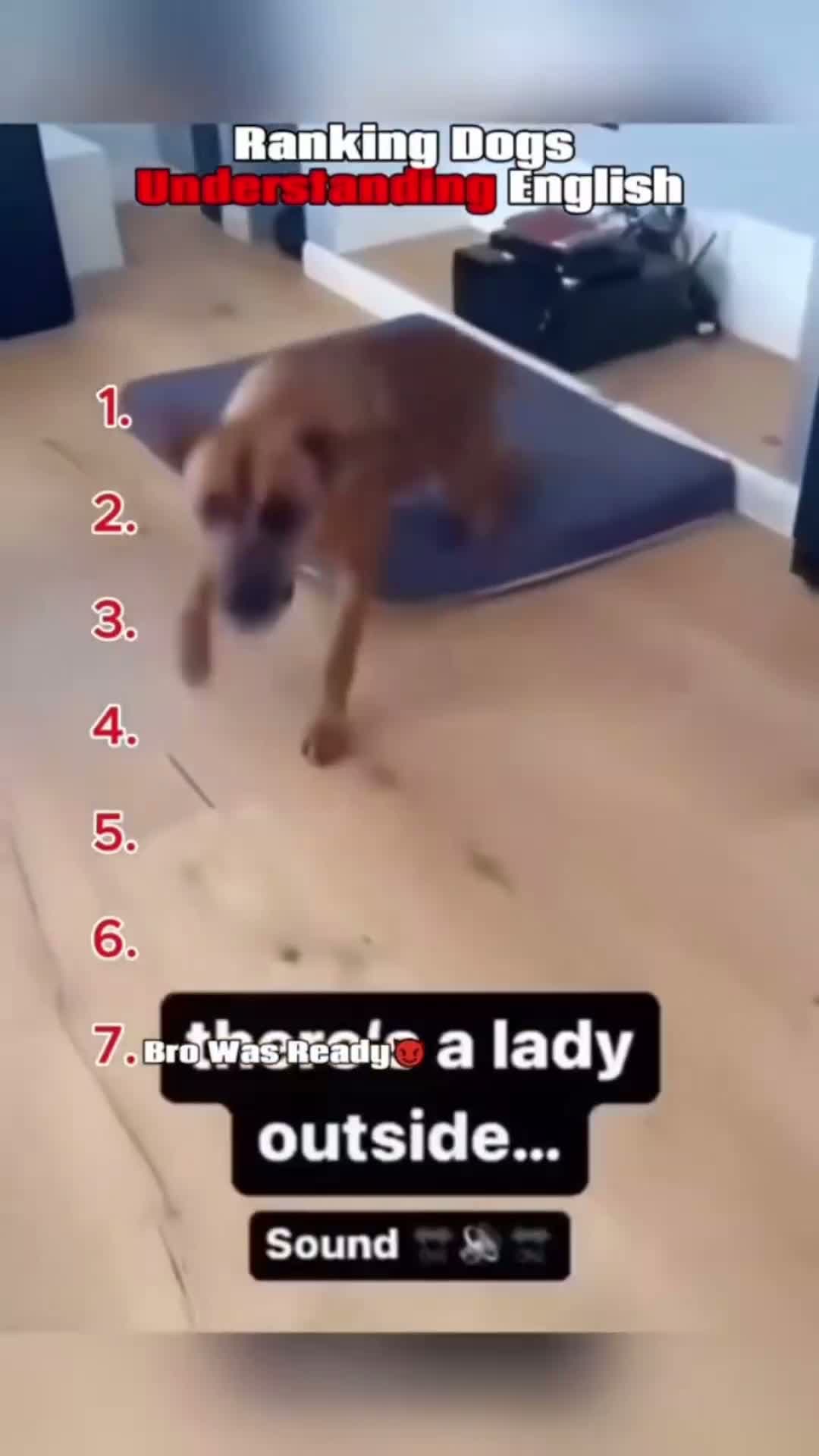 cover for Dogs