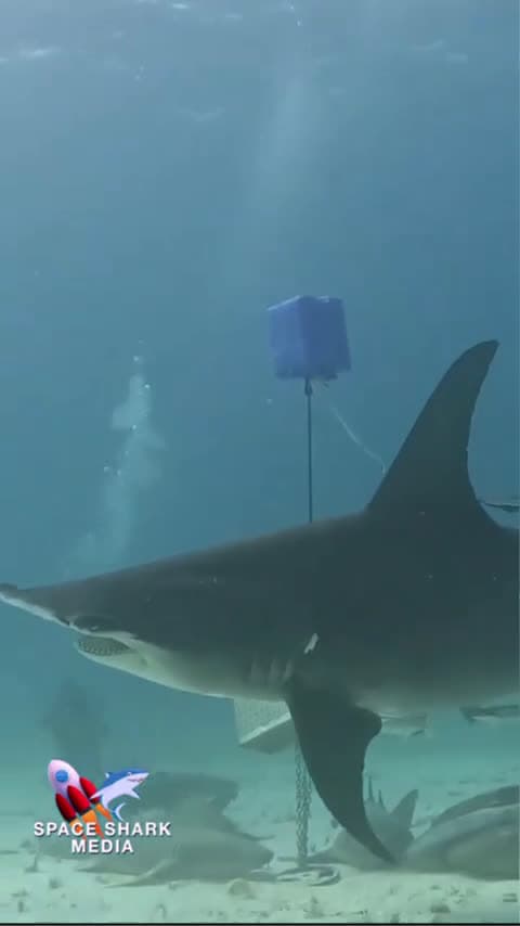 cover for Hammerhead Shark over my head! Incredible animals! #sharkencounter #shark #sharks #ocean #explore_0344 (2)
