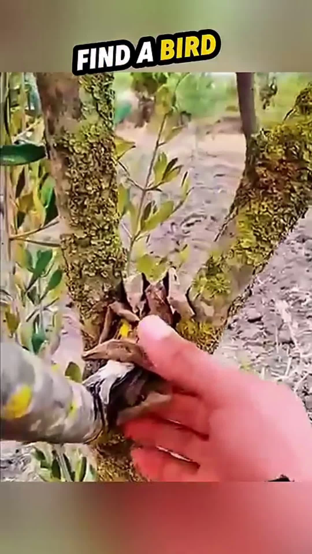 cover for "The Bird in the Leaf – A Shocking Twist!🫨#wholesome 