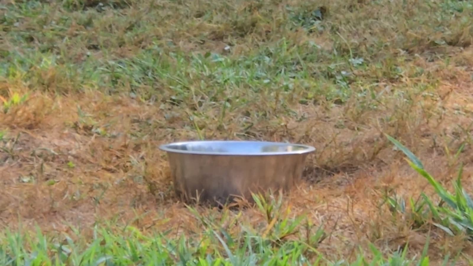 cover for Tiny chipmunk goes to town on a huge bowl of seeds 🥜🐿️ Adorable snack time! #Chipmunk #Seeds #CuteAnimals #NatureVideo #Wildlife