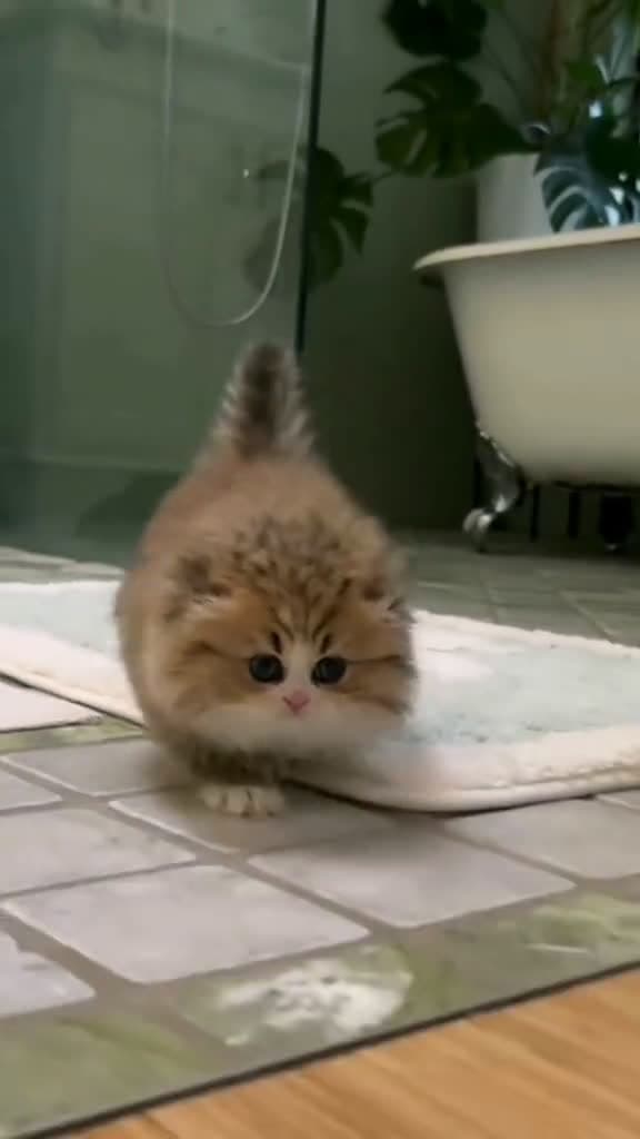 cover for cute kitten  trending viralvideo cute tiktok 32072 #trendingscoopz