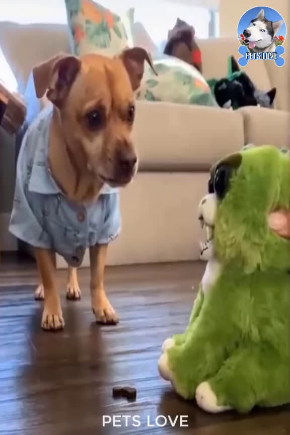 cover for Funny Dogs and Cute #13 #FunnyDogs #Funnyanimails #Dogs #CuteDogs #FunnyPets #Pets