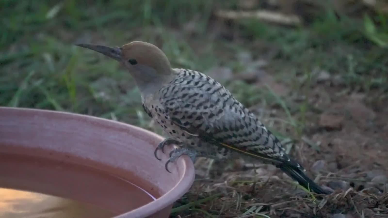 cover for Watch the gilded flicker sip water and forage through the forest! 💧 #GildedFlicker #BirdWatching #Foraging #NatureLovers