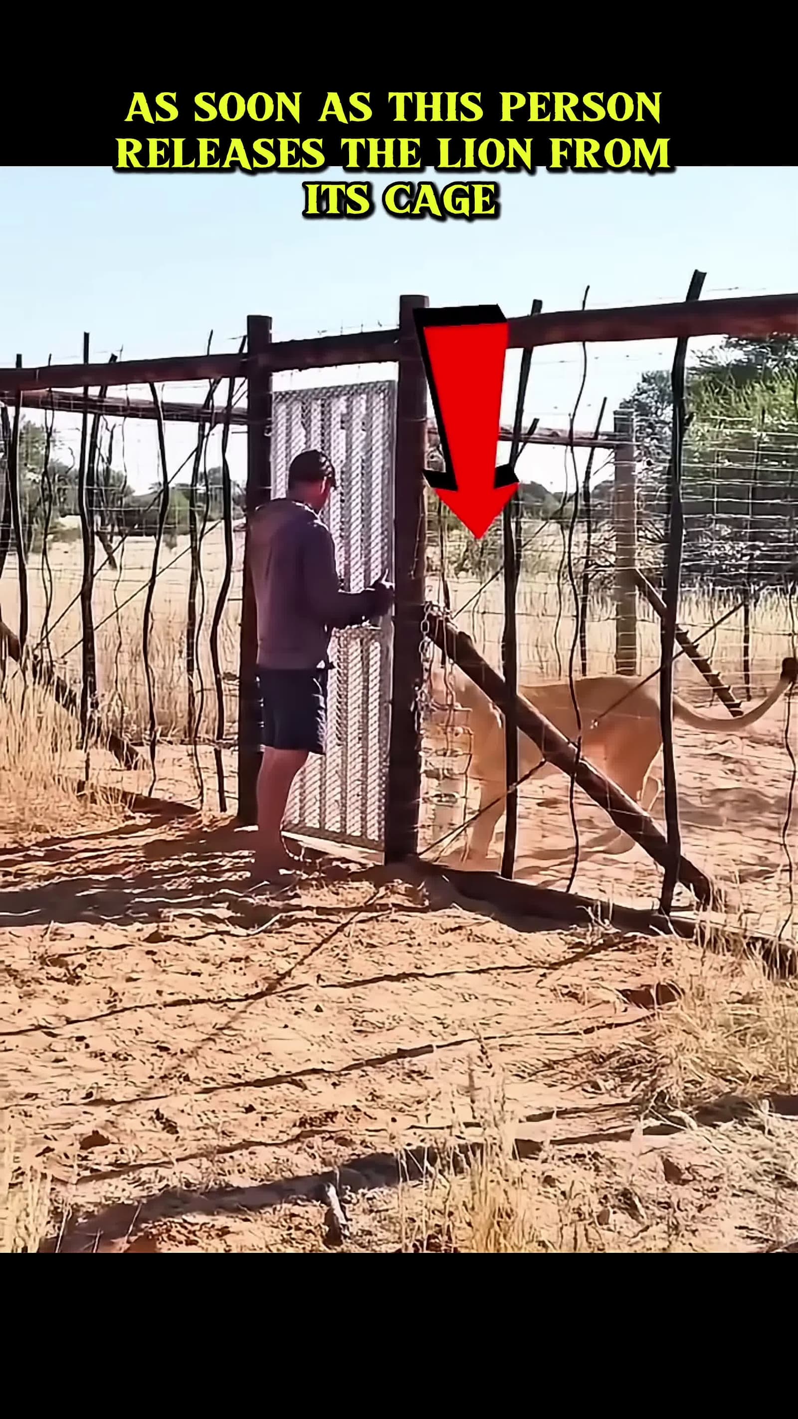 cover for Lion recognized his owner after years wholesome kindness shorts respect funny