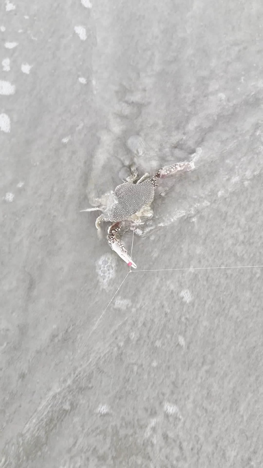cover for Caught a spotted crab!