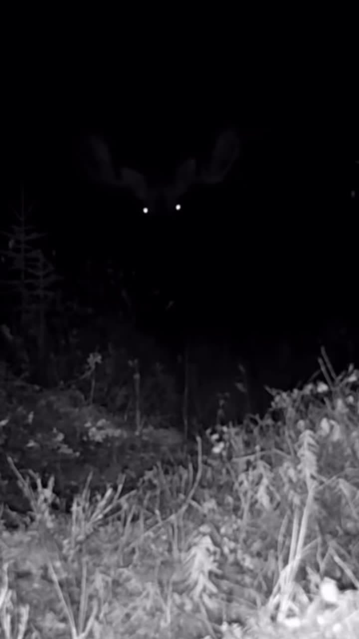 cover for Epic night-vision wildlife encounter caught on a trail camera 🌙🐾 #NightVision #TrailCam #Wildlife #Animals