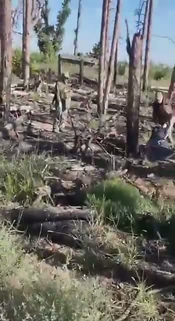 cover for Disturbing footage of Russian troops collecting fallen comrades after a failed assault. #WarFootage #Conflict #Military #BreakingNews 🕊️