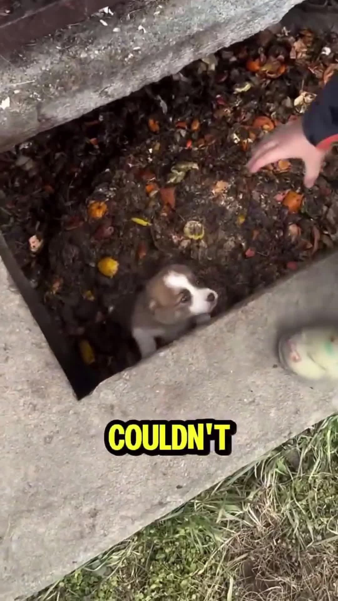 cover for They rescued the little puppy out of that hole ❤️ #animals 