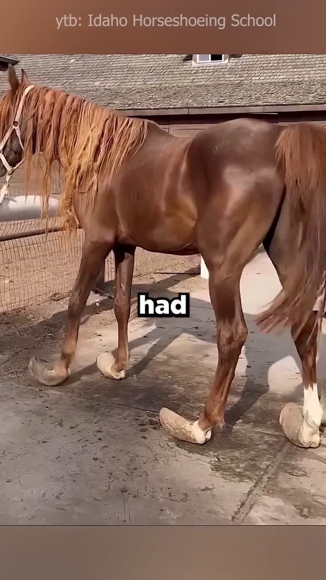 cover for This Man Saved This Horse's Life ❤️