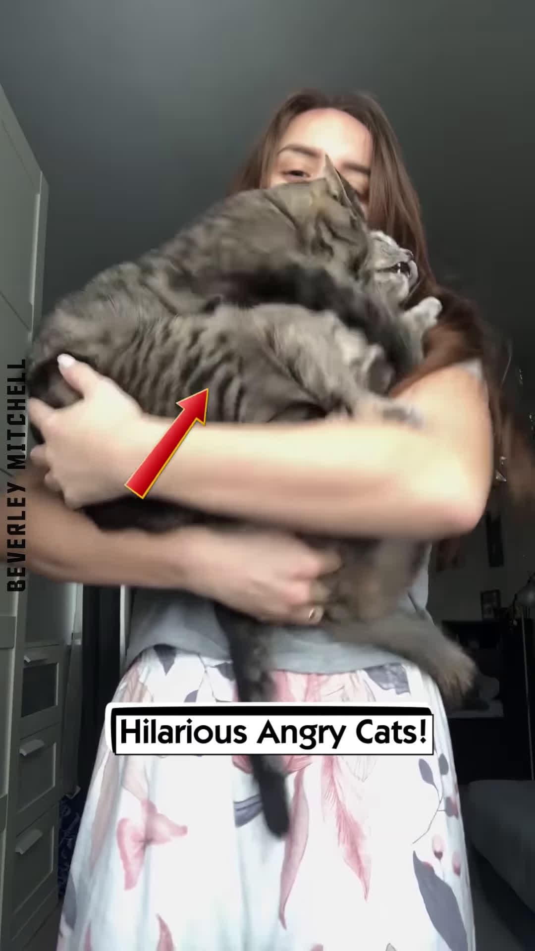 cover for /storage/emulated/0/Download/Hilarious Angry Cats!