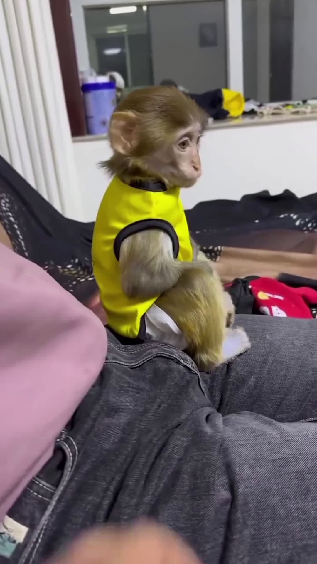 cover for Monkey 🐒 cute 🥰 funny#funnyvideos #monkey 