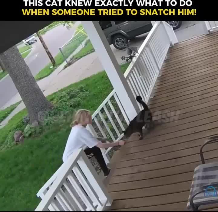 cover for woman tries to steal cat and is fortunate not to get clawed and bit as cat escapes