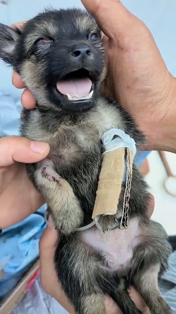 cover for First aid for a dog in critical condition #animalrescue #dogrescue #straydog #dog #dogoftiktok #pet #fyp #fyp