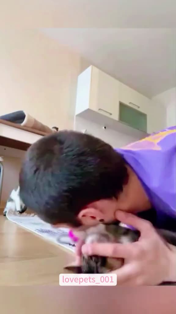 cover for Don t touch my baby. cats cutecats foryou funnytiktok funnyvideos usa funnyanimals fyp cut 15310 #trending