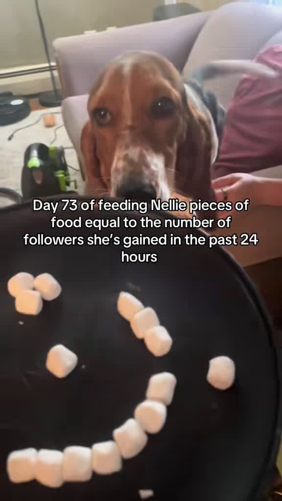 cover for When she sneaks the plate at the very end 😂🐾 #bassethound #puppylove #funnydogs