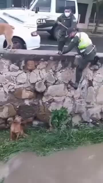 cover for Two brave police officers helped a #Dog that had fallen in the heavy rain