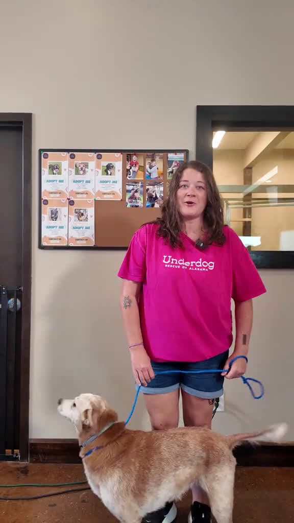 cover for Justice for Paws: Courtroom Drama Unfolds