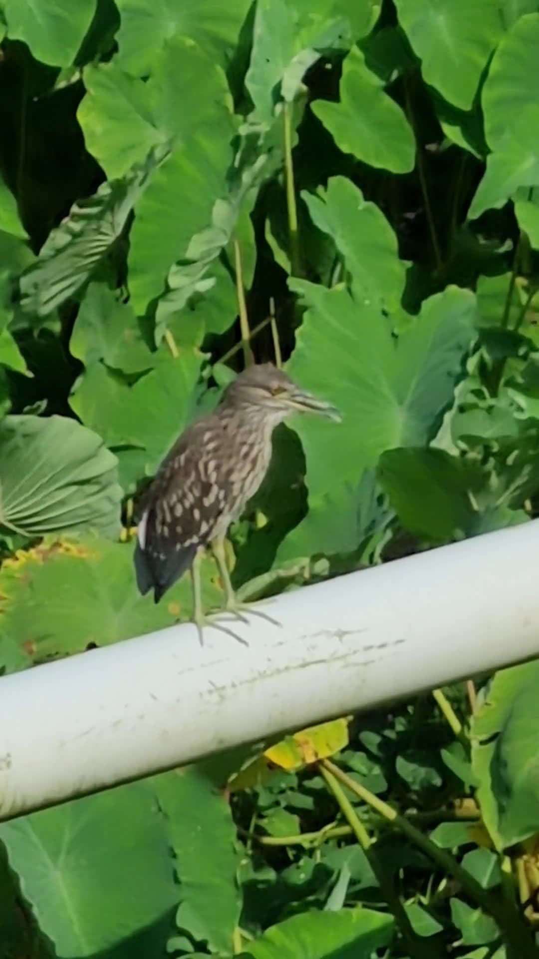 cover for Watch a Javan Pond-Heron glide through tranquil Java wetlands 🐦 #Birding #Nature #Wildlife #Java