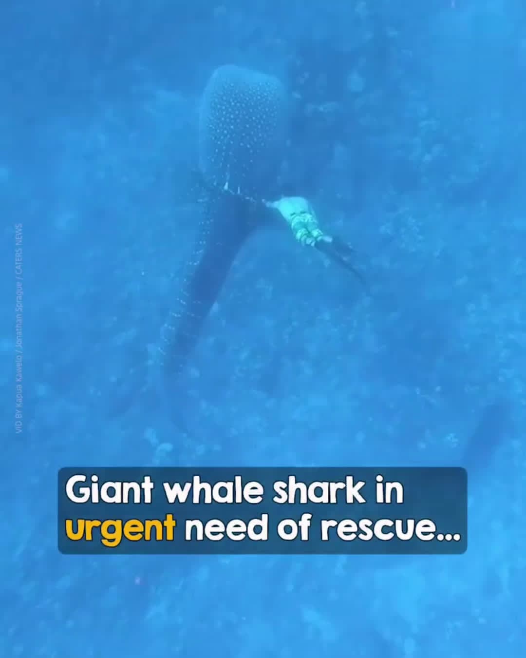 cover for Brave man saves whale sharkMan dives deep without oxygen to save whale shark