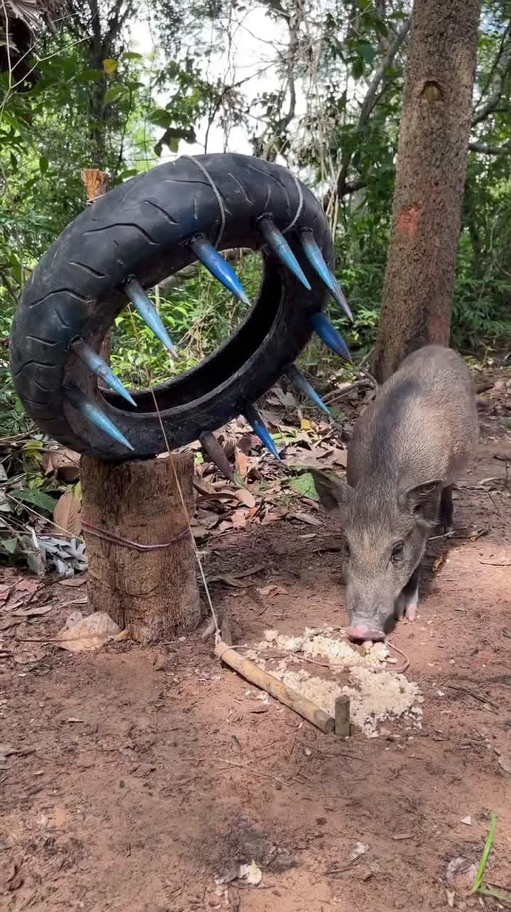 cover for Amazing Quick Powerful Wild Pig Trap Make By White #shortvideo #wildboar #shorts #animals