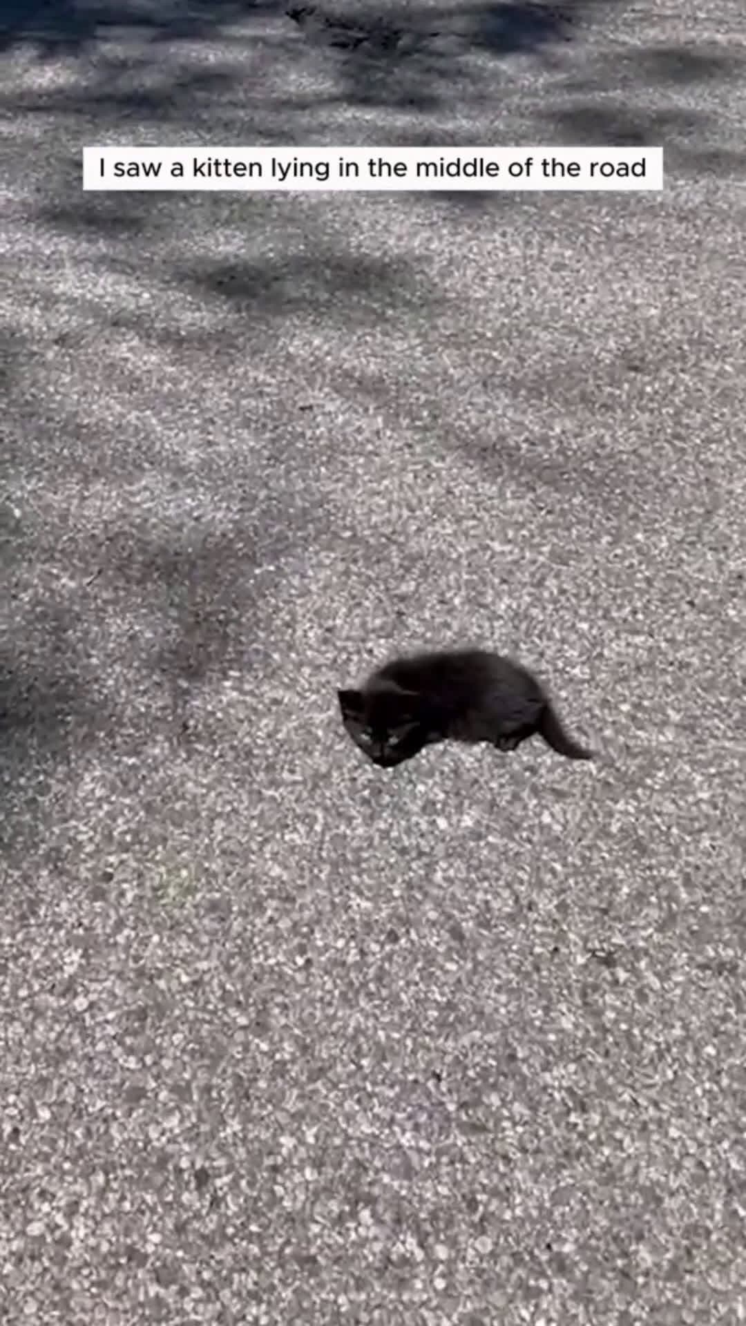 cover for Man found a lost kitten and adopted it #animal  #animallover #rescueanimals #kitten #cat #scoopzanimalvideo 