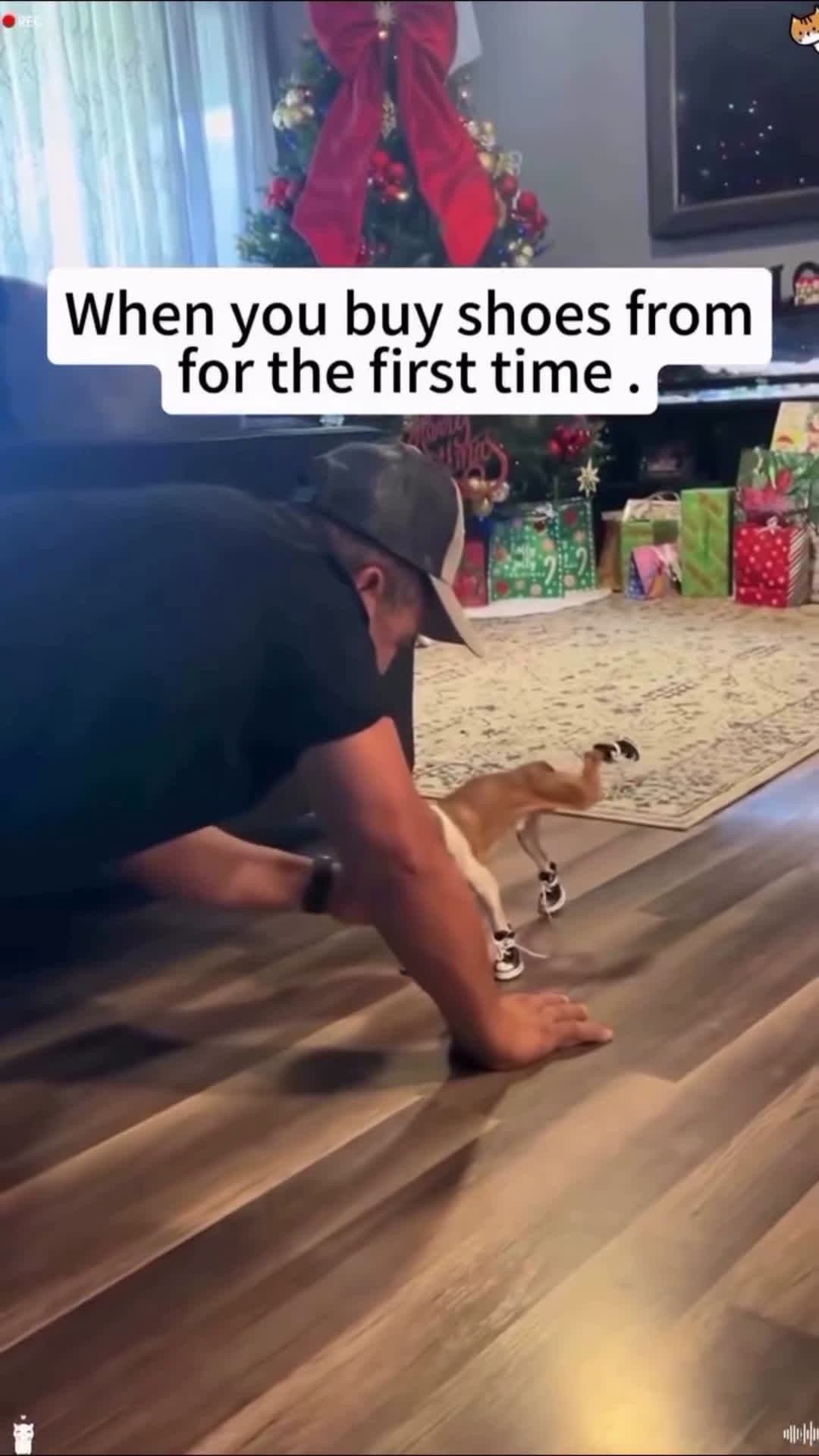 cover for #TooFunnyToScroll #funny #lol #dog #animals #viral #fyp #foryou When you bu shoes for the first time 👟😅