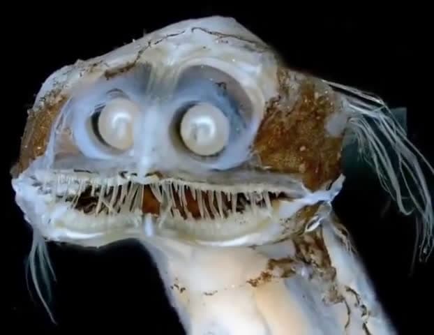 cover for Meet the bizarre Telescope Fish from the deep sea! 👀🌊 #DeepSea #WeirdFish #OceanCreatures