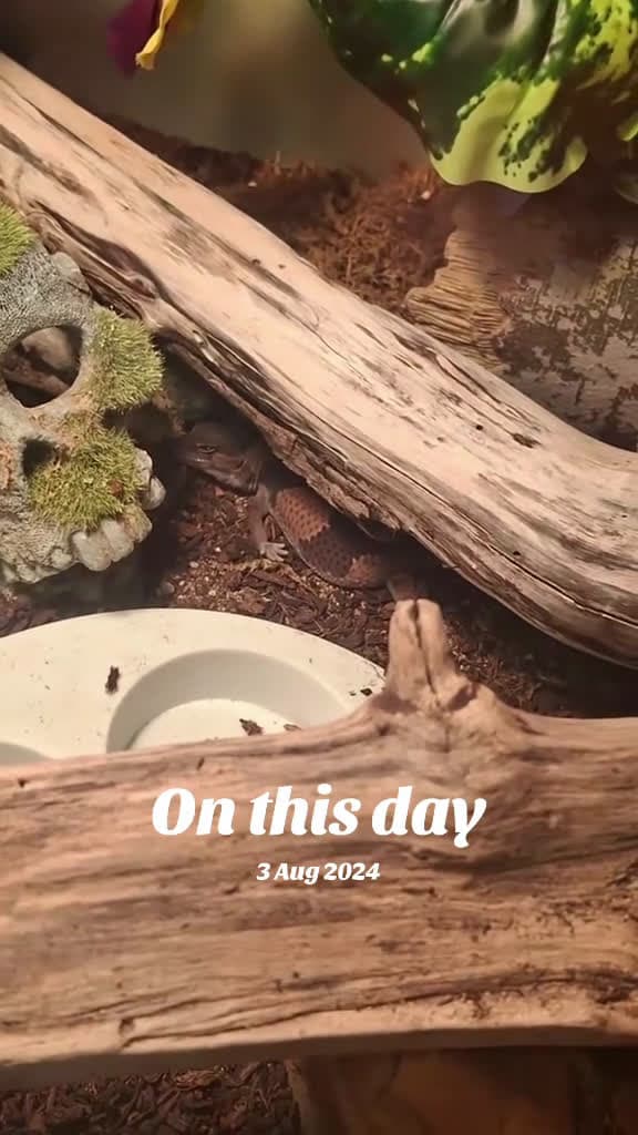cover for #onthisday #reptile #fattailgecko #smores #cute #tiny #hand #sleep #nap #f #fyp #foryou  created by WinterMalaiKat with WinterMalaiKat’s original sound