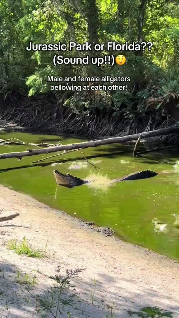 cover for Wild Florida alligator mating display you have to see 🐊😮 The male and female trade calls as the water drops; rainy season may be coming soon. #Florida #Wildlife #Alligator
