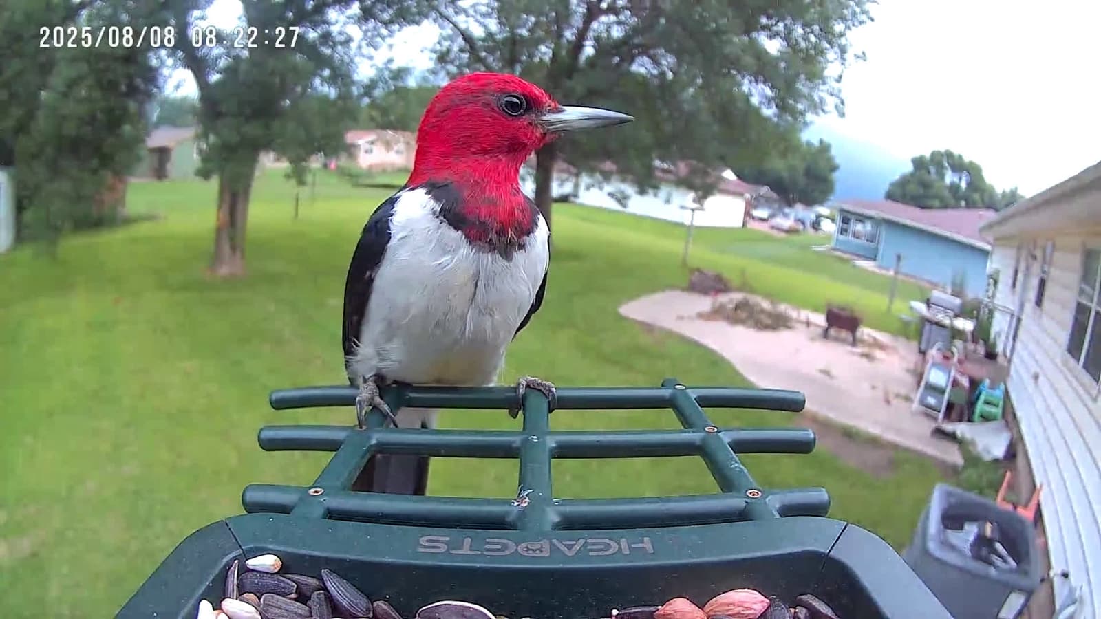 cover for This redheaded woodpecker is pure forest firepower—watch it hammer through the trees for lunch! 🐦 #RedheadedWoodpecker #Birds #Nature #Wildlife