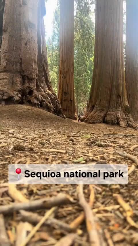 cover for Standing next to these massive trees will make you feel tiny! 🌲 #SequoiaNationalPark #GiantTrees #NatureWonders