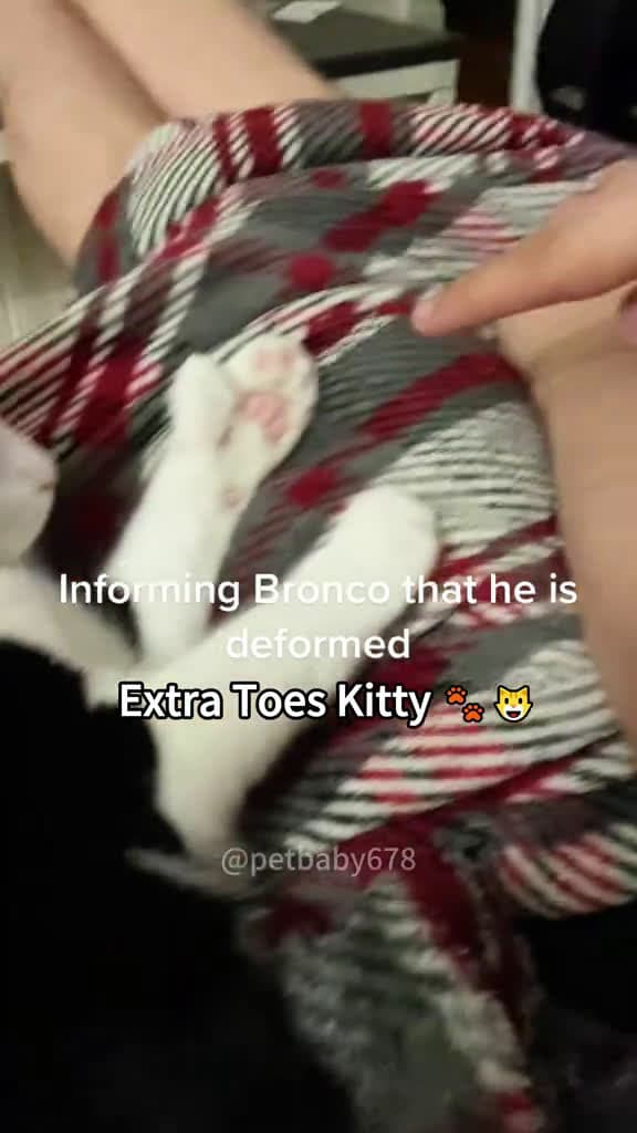 cover for Extra Toes Kitty cat cats cute kitten fyp catlover funny 99115 #trending