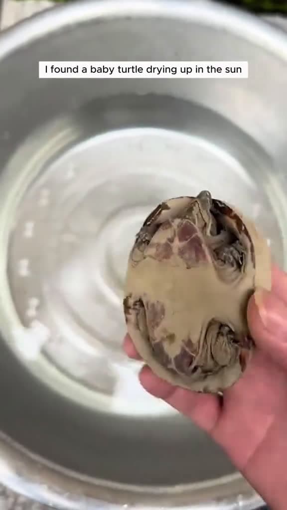 cover for Man revived a dying turtle and then #animal #rescueanimals #animalsoftiktok #animallover #turtle #scoopz  #viral 
