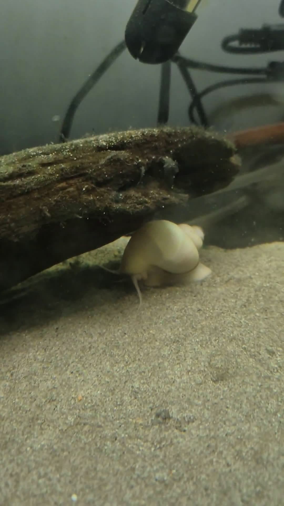 cover for Tiny snail, huge gains: a mystery snail hits the gym 🐌💪 #MysterySnail #Weightlifting #TinyButMighty #GymDay