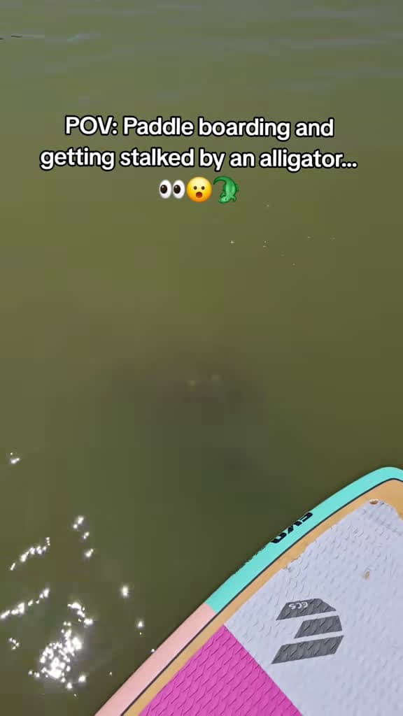 cover for When paddleboarding in Florida gets a little too wild! 🐊😅 #FloridaLife #Wildlife #Adventure