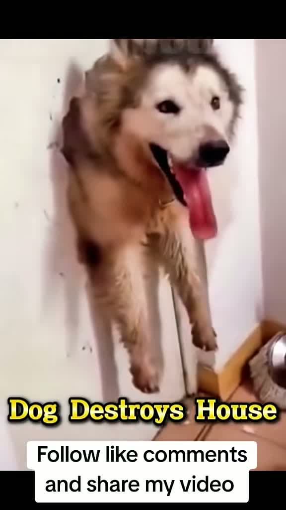 cover for This dog’s wild house destruction will leave you in stitches! 🤣 #FunnyDogs #PetChaos #ViralPets