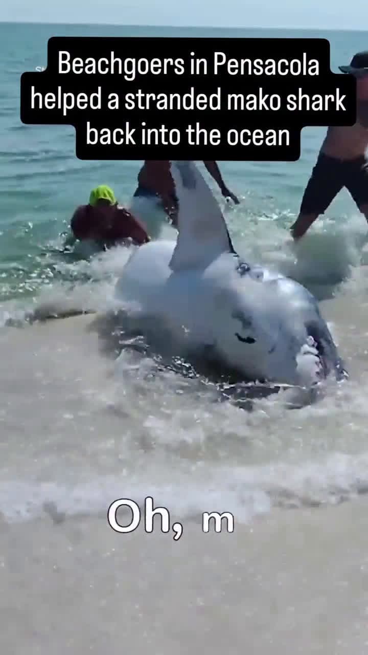 cover for Encountering a Mako Shark in Pensacola? I’d probably pass on this one! 🦈 #WildlifeEncounters #MakoShark #Pensacola #OceanLife