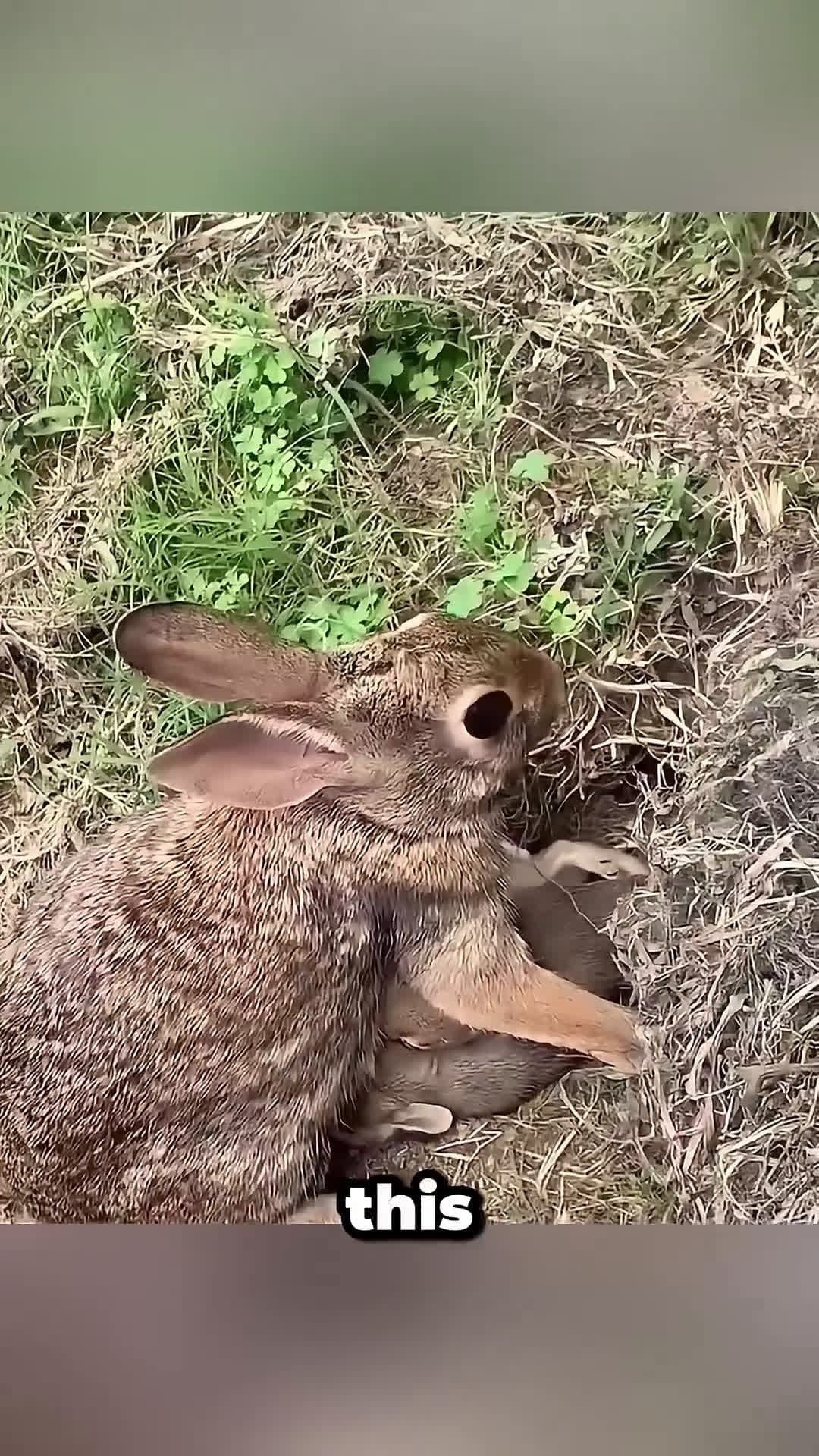 cover for This Brave Rabbit Outsmarted The Hunting Dogs 😮