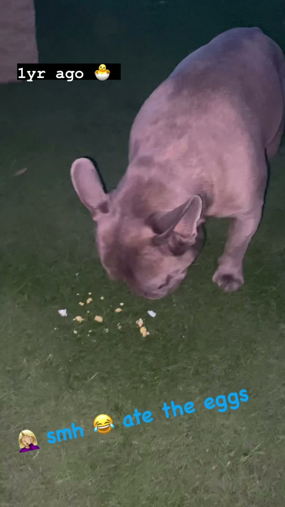 cover for When your frenchie eats the hidden eggs 🪺🤣 #dog #explore #fyp #funny #viral