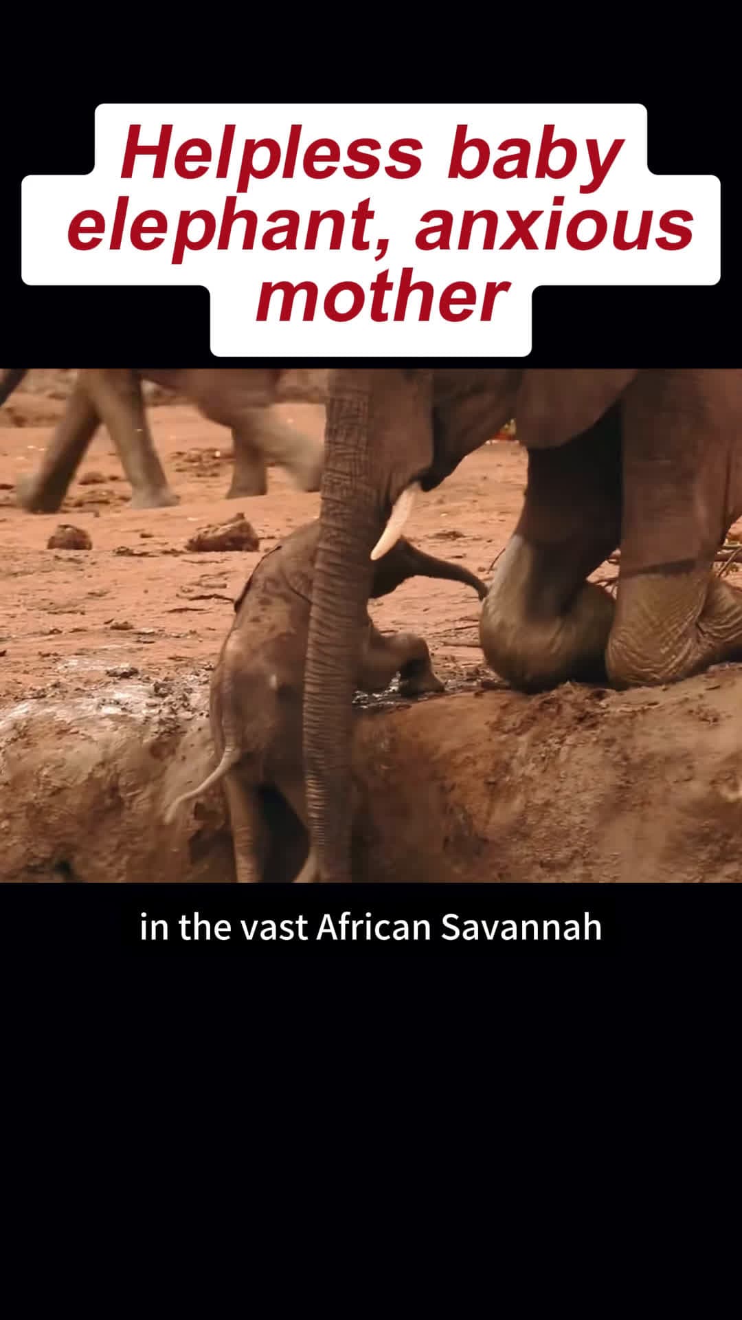 cover for Helpless baby elephant, anxious mother #elephant #cub #hp #foryou #animals #animalsofetiktok 🔥🔥🔥
