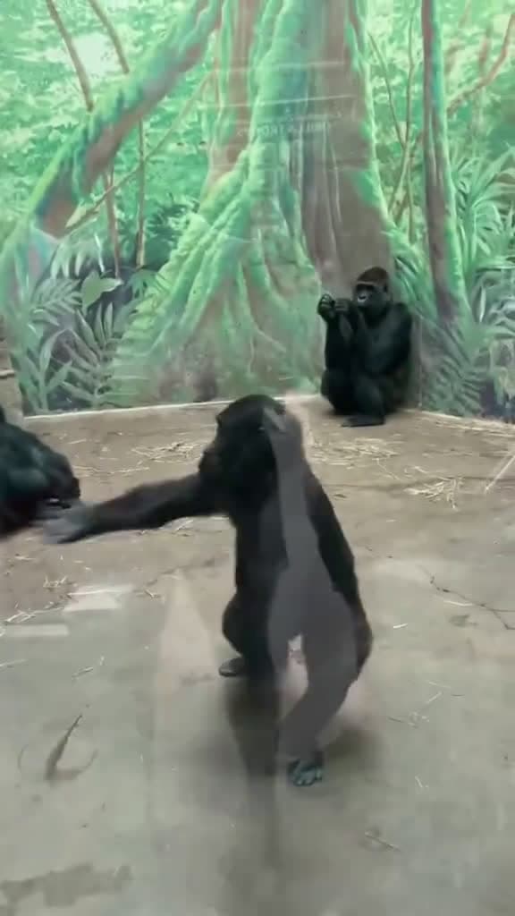cover for Funny baby orangutan orangutan funnyvideos funny animals animalsoftiktok oranguta 96478 #us