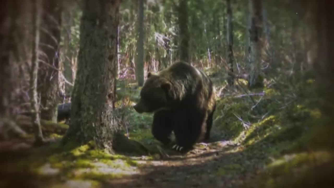 cover for Meet “The Boss,” Banff’s legendary grizzly who dominates the wilderness: eats other bears, fathers 70% of cubs, and survived a train crash! 🐻🔥 #GrizzlyBear #Wildlife #BanffNationalPark #Nature #AnimalKingdom