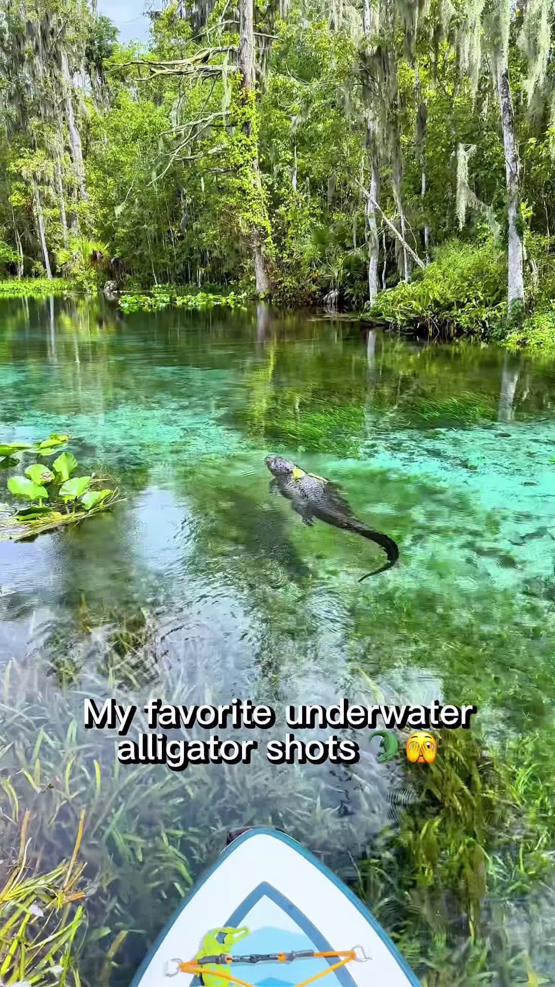 cover for #FirstVideoChallenge  Filming with wild alligators is always a mix of awe and calculated caution. 🐊There’s an inherent risk anytime you’re in the water with a predator like this—but knowing the wildlife in certain areas helps me stay safe. I’ve spent years learning their behavior, and I rely heavily on body language and social cues to gauge when it’s time to film… and when it’s time to leave.That said, I want to be really clear: I do not encourage anyone to approach or get close to wild alligat