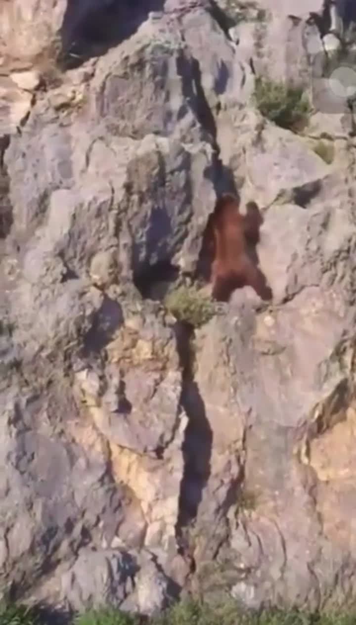 cover for Watch this bear crush vertical rock climbing like a pro! 🐻🧗‍♂️ #WildlifeWonder #EpicClimb #BearPower