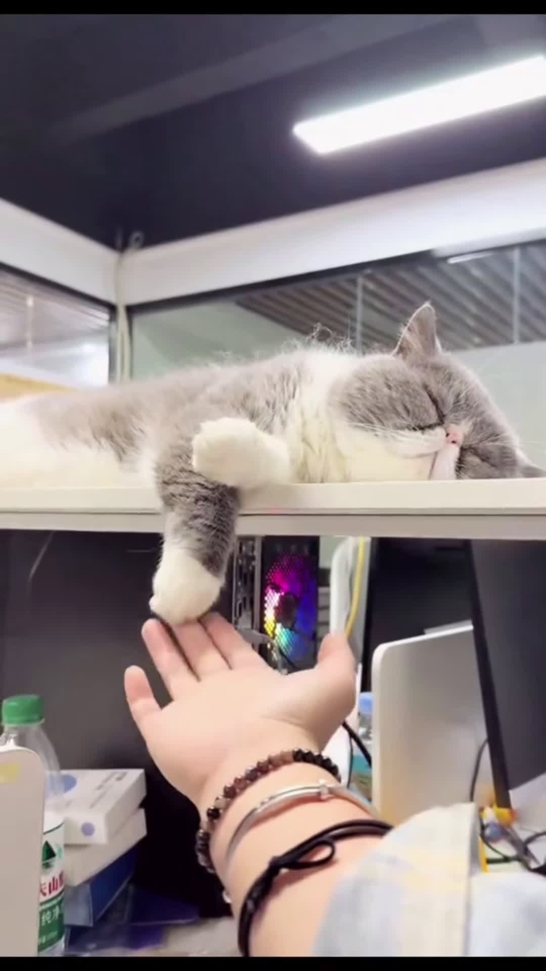 cover for From sweet dreams to what just happened #funnycat #funny  #funnyvideos #catlover  #viral 